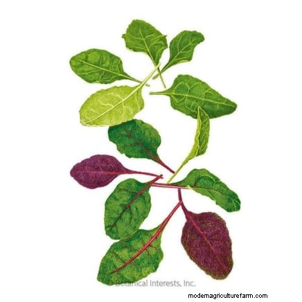 17 Fresh Salad Greens You Can Grow on Your Kitchen Counter