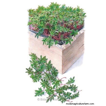 17 Fresh Salad Greens You Can Grow on Your Kitchen Counter