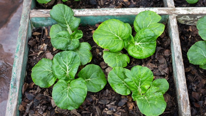 17 Fresh Salad Greens You Can Grow on Your Kitchen Counter