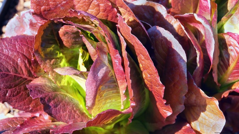 17 Fresh Salad Greens You Can Grow on Your Kitchen Counter