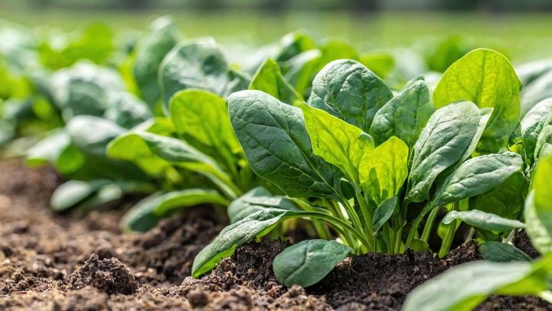 17 Fresh Salad Greens You Can Grow on Your Kitchen Counter