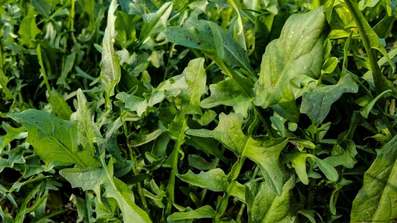 17 Fresh Salad Greens You Can Grow on Your Kitchen Counter