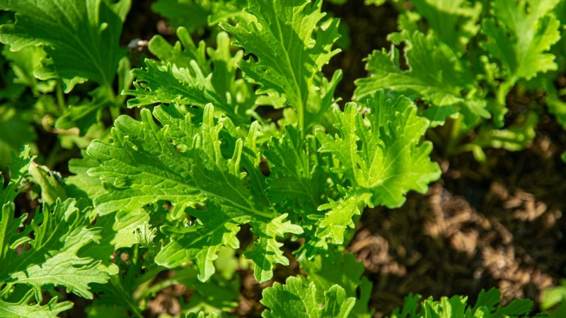 17 Fresh Salad Greens You Can Grow on Your Kitchen Counter