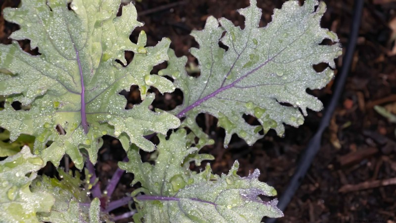17 Fresh Salad Greens You Can Grow on Your Kitchen Counter