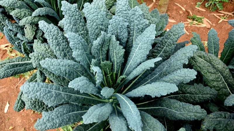 17 Fresh Salad Greens You Can Grow on Your Kitchen Counter