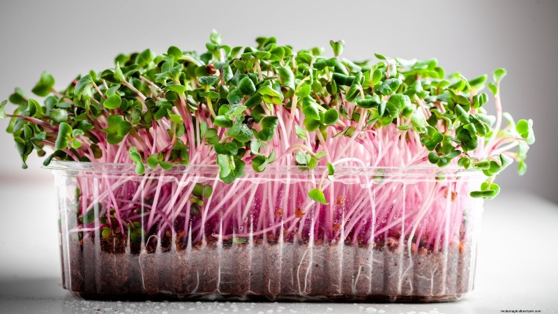 17 Fresh Salad Greens You Can Grow on Your Kitchen Counter