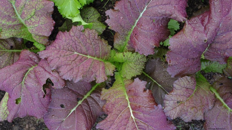 17 Fresh Salad Greens You Can Grow on Your Kitchen Counter