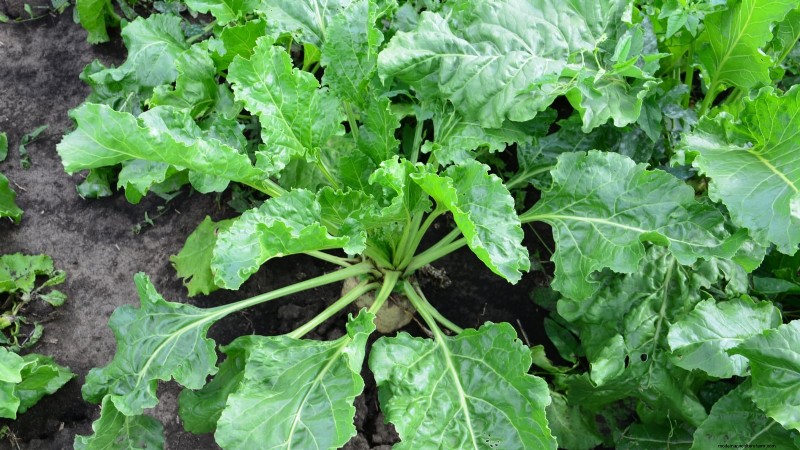 17 Fresh Salad Greens You Can Grow on Your Kitchen Counter