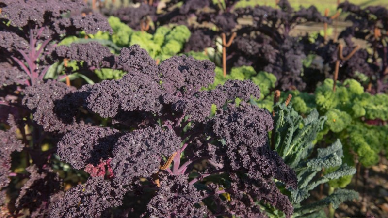17 Fresh Salad Greens You Can Grow on Your Kitchen Counter