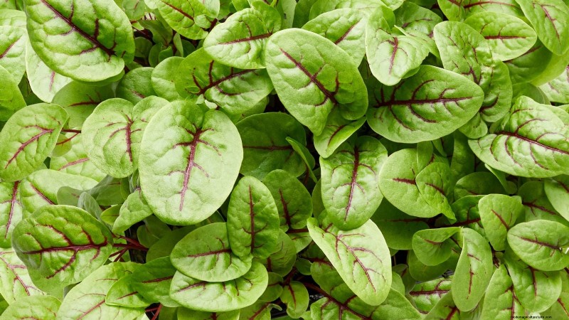 17 Fresh Salad Greens You Can Grow on Your Kitchen Counter
