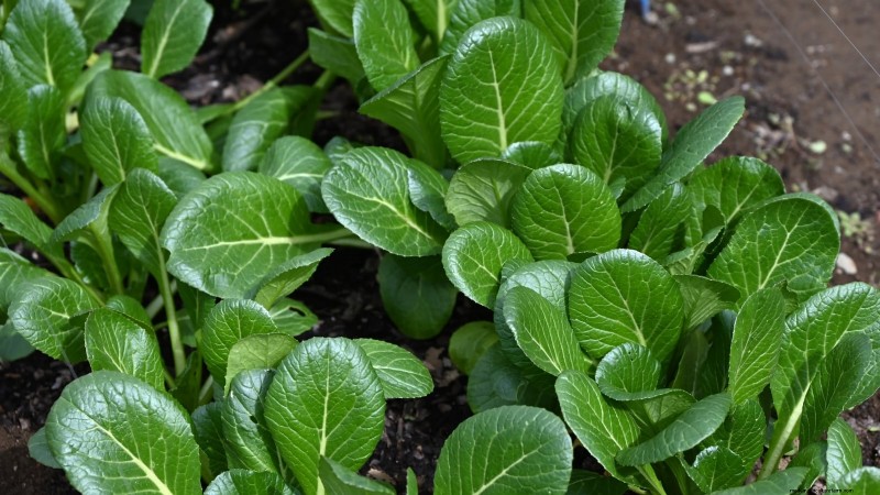 17 Fresh Salad Greens You Can Grow on Your Kitchen Counter