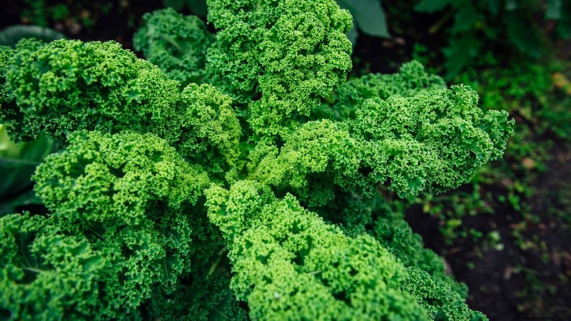 17 Fresh Salad Greens You Can Grow on Your Kitchen Counter