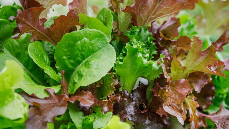 17 Fresh Salad Greens You Can Grow on Your Kitchen Counter