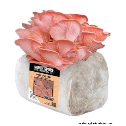 Which Mushroom‑Growing Method Is Best? Fruiting Blocks, Sawdust Spawn, or Outdoor Logs Explained