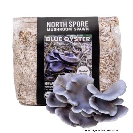 Which Mushroom‑Growing Method Is Best? Fruiting Blocks, Sawdust Spawn, or Outdoor Logs Explained