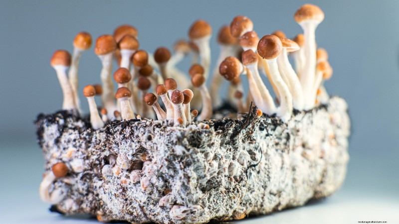 Which Mushroom‑Growing Method Is Best? Fruiting Blocks, Sawdust Spawn, or Outdoor Logs Explained