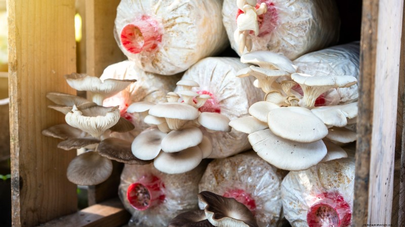 Which Mushroom‑Growing Method Is Best? Fruiting Blocks, Sawdust Spawn, or Outdoor Logs Explained