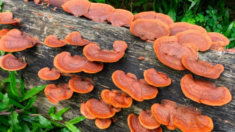 Which Mushroom‑Growing Method Is Best? Fruiting Blocks, Sawdust Spawn, or Outdoor Logs Explained