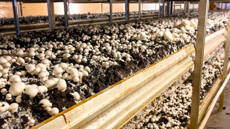 Which Mushroom‑Growing Method Is Best? Fruiting Blocks, Sawdust Spawn, or Outdoor Logs Explained