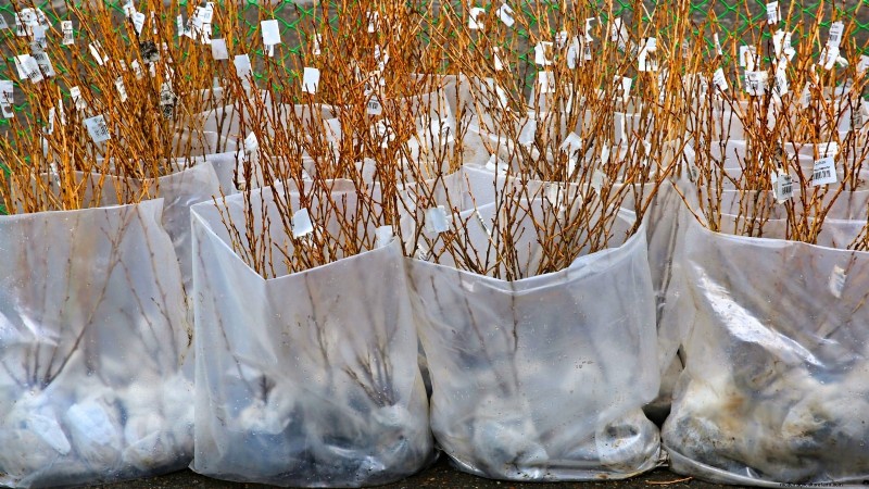 Optimal Timing for Planting Bare‑Root Fruit Trees by USDA Zone