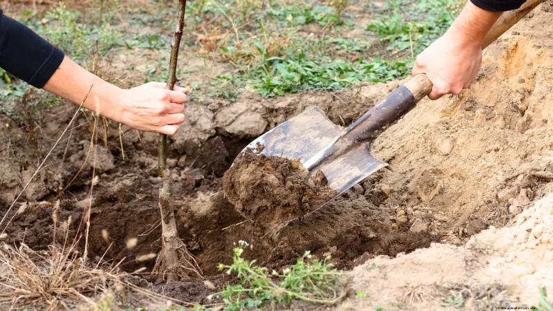 Optimal Timing for Planting Bare‑Root Fruit Trees by USDA Zone