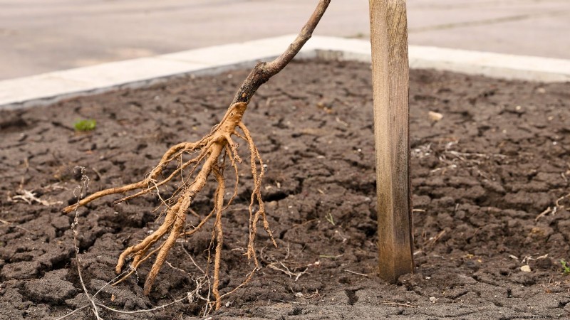 Optimal Timing for Planting Bare‑Root Fruit Trees by USDA Zone