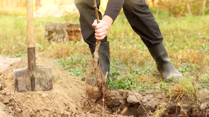 Optimal Timing for Planting Bare‑Root Fruit Trees by USDA Zone