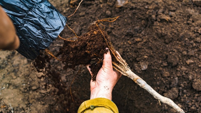 Optimal Timing for Planting Bare‑Root Fruit Trees by USDA Zone