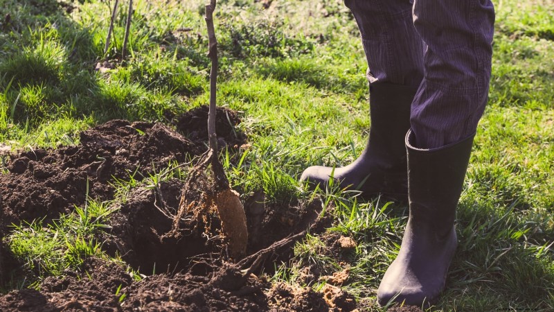 Optimal Timing for Planting Bare‑Root Fruit Trees by USDA Zone
