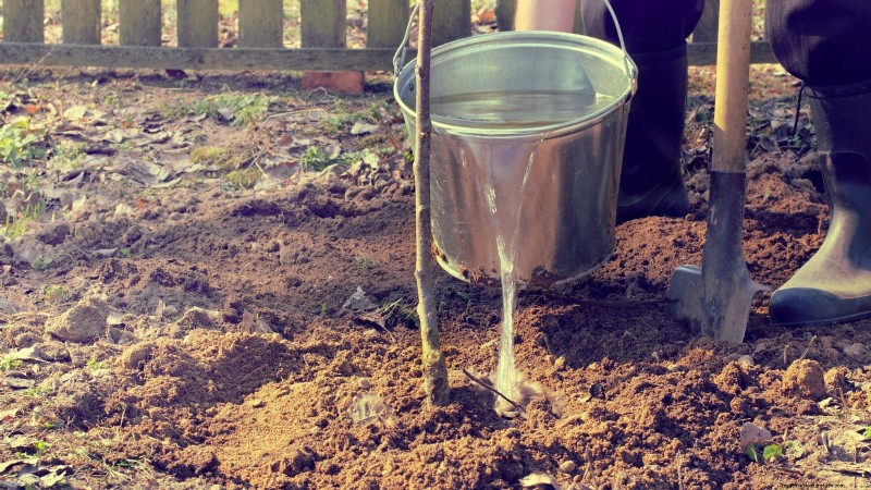 Optimal Timing for Planting Bare‑Root Fruit Trees by USDA Zone
