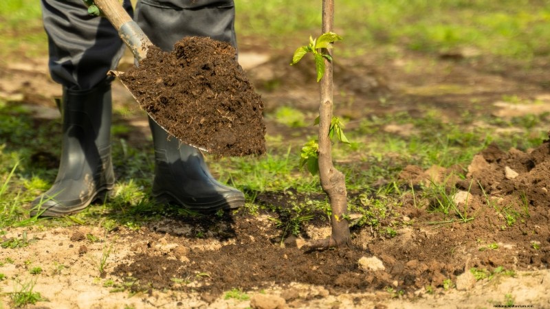 Optimal Timing for Planting Bare‑Root Fruit Trees by USDA Zone