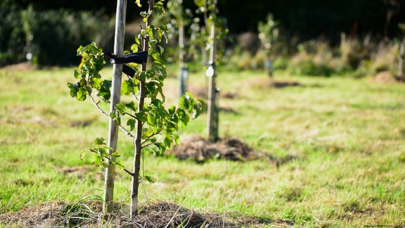 Optimal Timing for Planting Bare‑Root Fruit Trees by USDA Zone