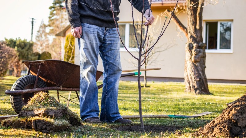 Optimal Timing for Planting Bare‑Root Fruit Trees by USDA Zone