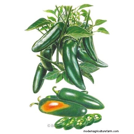 How to Grow Chile Pepper Plants from Seed: A Complete Guide