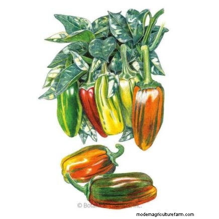 How to Grow Chile Pepper Plants from Seed: A Complete Guide