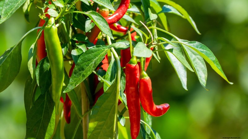 How to Grow Chile Pepper Plants from Seed: A Complete Guide