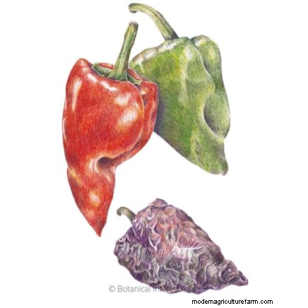 How to Grow Chile Pepper Plants from Seed: A Complete Guide