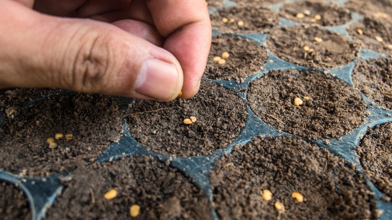 How to Grow Chile Pepper Plants from Seed: A Complete Guide