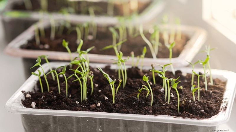 How to Grow Chile Pepper Plants from Seed: A Complete Guide