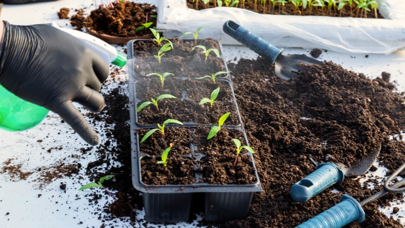 How to Grow Chile Pepper Plants from Seed: A Complete Guide