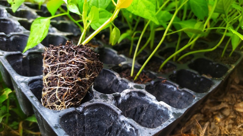 How to Grow Chile Pepper Plants from Seed: A Complete Guide