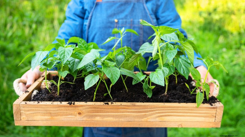 How to Grow Chile Pepper Plants from Seed: A Complete Guide