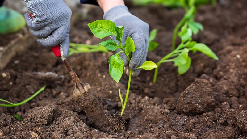 How to Grow Chile Pepper Plants from Seed: A Complete Guide