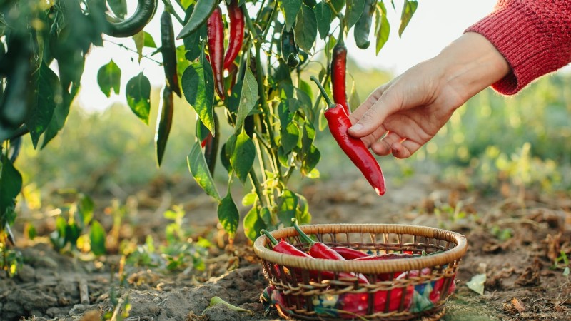 How to Grow Chile Pepper Plants from Seed: A Complete Guide