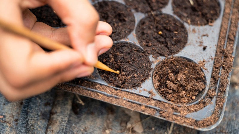 11 Hardy Vegetables to Start Indoors in January for a Strong Spring Garden