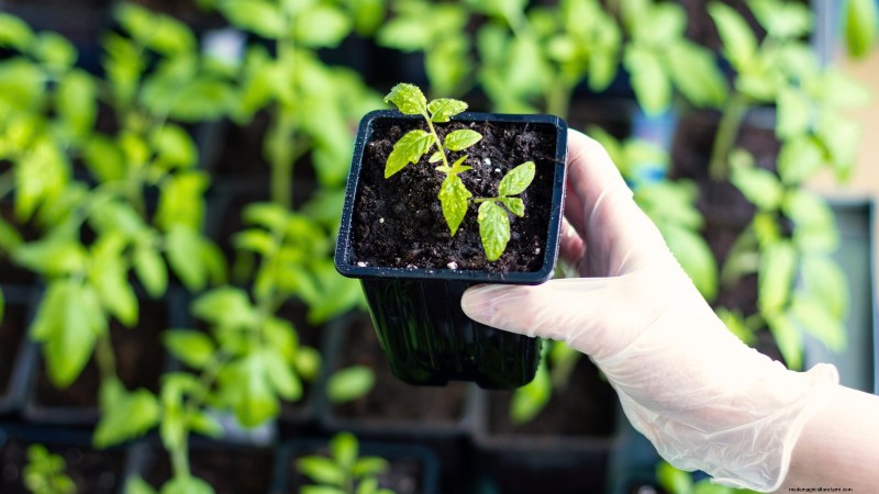 11 Hardy Vegetables to Start Indoors in January for a Strong Spring Garden