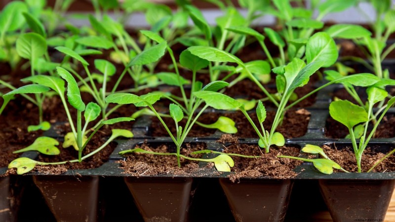 11 Hardy Vegetables to Start Indoors in January for a Strong Spring Garden