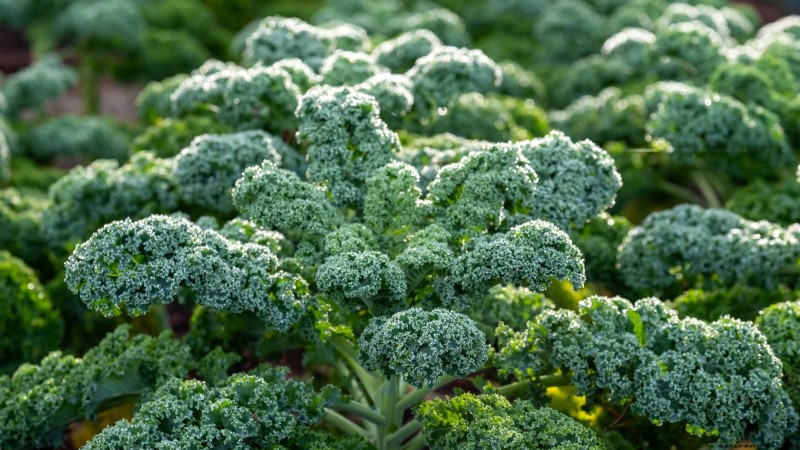 11 Hardy Vegetables to Start Indoors in January for a Strong Spring Garden