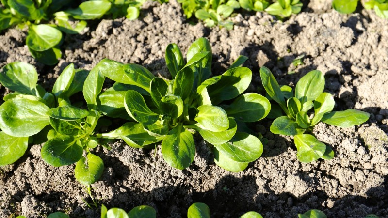 11 Hardy Vegetables to Start Indoors in January for a Strong Spring Garden