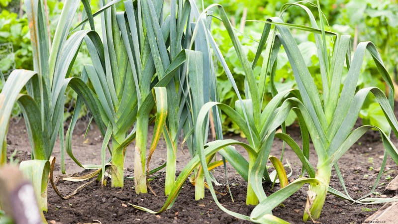 11 Hardy Vegetables to Start Indoors in January for a Strong Spring Garden